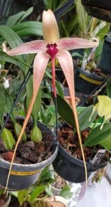 Bulbophyllum echinolabium-GT-IMG-20241122-WA0003