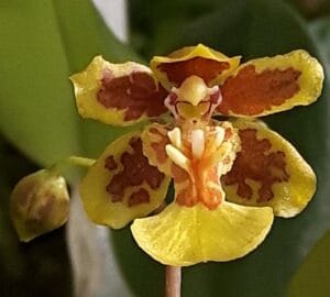 Grandiphyllum auricula-JJ-IMG-20241118-WA0008