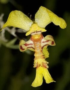 Lockhartia lunifera--1729785212622
