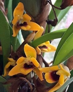 Maxillaria variabilis -geel-JJ-2-MG-20241121-WA0018