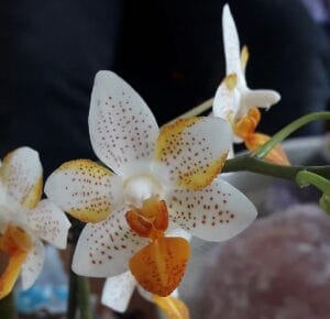 Phal-mini mark-1728642258538