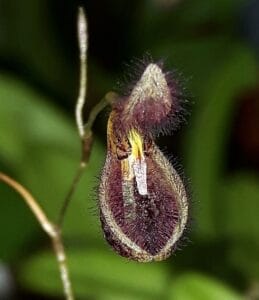 Pleurothallis trichostoma-JJ-IMG-20241124-WA0027-1