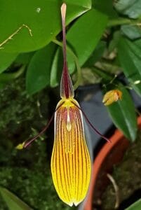Restrepia brachypus-JJ-IMG-20241115-WA0010