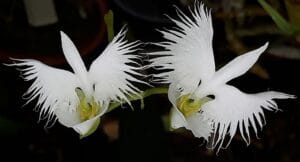 hybernaria-1728642258201